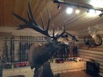 elk.jpg