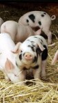 16195732_764876553675685_6880848000317801146_n bacon seeds.jpg 16195732_764876553675685_6880848000317801146_n bacon seeds.jpg