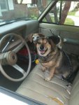Sally and Uno waiting to go for a ride small.jpg