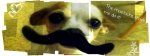 rosiestache2[1].jpg