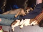 Sally and Uno sleeping on Josh.JPG