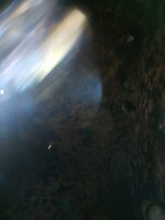 IMG_20240927_172655235.jpg