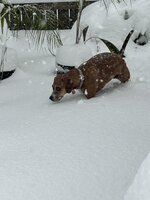 IMG_3374.jpeg