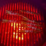 IMG_1160.jpeg IMG_1160.jpeg