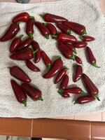 IMG_5674.jpeg