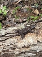 IMG_5323.jpeg