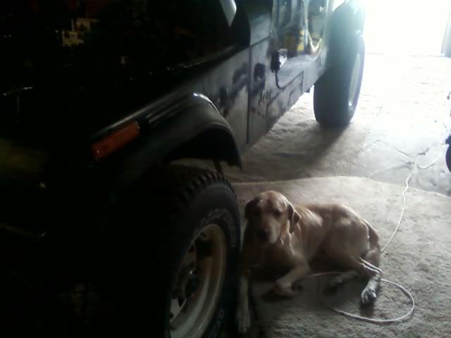 Jeepdog-1.jpg